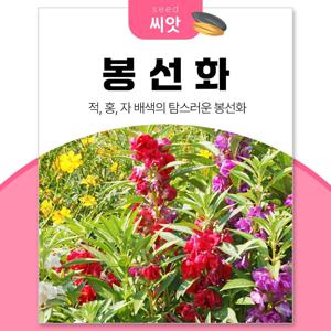 봉선화 씨앗 500립 봉숭아 꽃씨앗 종자 정원 꾸미기