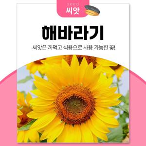 해바라기 씨앗 50립 꽃씨앗 종자 정원 꾸미기