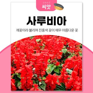 사루비아 씨앗 500립 샐비어 꽃씨앗 종자 키우기 정원 꾸미기