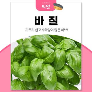 스위트 바질씨앗 3g 바질 종자 허브 키우기
