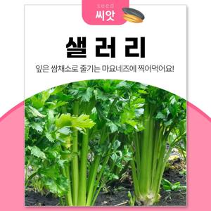 샐러리 벤튜라 허브씨앗 샐러드 1000립 베란다텃밭 식물키우기