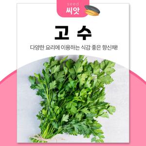고수씨앗 300립 허브키우기 베란다텃밭
