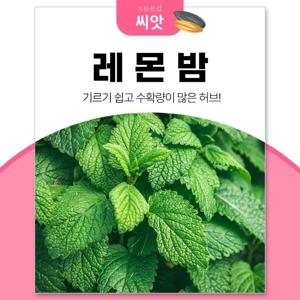 레몬밤 200립 허브씨앗 종자 베란다텃밭 식물키우기