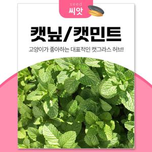 캣닢 캣민트 씨앗 200립 캣글라스 허브키우기 고양이 캣잎