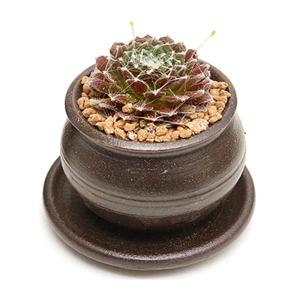 미니 옹기화분 단지형 거미바위솔 다육식물 다육이