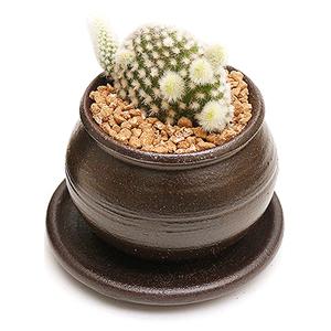 미니 옹기화분 단지형 백도선 다육식물 다육이