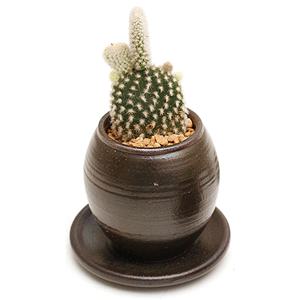 미니 옹기화분 장독형 백도선 다육식물 다육이