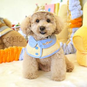 강아지옷 곰돌이베어 케이프 모자 풀세트 애견 티셔츠 고양이의류