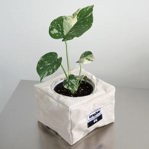 무늬 몬스테라 (Monstera deliciosa) 렉탱글 화분커버 팟커버