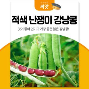 빨간 강낭콩 씨앗30g 적색난쟁이 강낭콩키우기