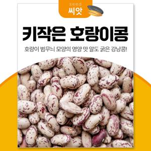 키작은 호랑이 강낭콩 씨앗30g 강낭콩키우기