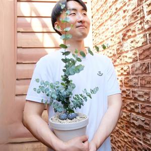 유칼립투스 문지르면 퍼지는 숲속의 향기~ 18T 플랜테리어 거실화분 집들이선물 승진 개업