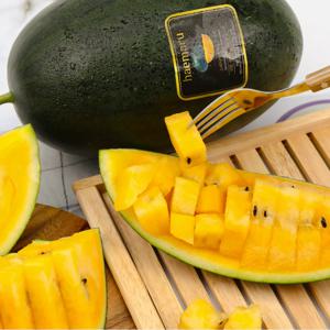 스테비아 블랙 망고 고창 수박 아삭아삭 달콤 노란 미니 선물세트 3kg이상 6kg