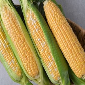 2025년 첫 수확! 달콤한 프리미엄 의령 생 초당옥수수