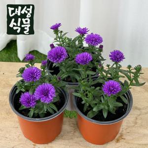 아스타 국화 3개입 소형 가을꽃 야생화 국화꽃 모종 화초 다년생