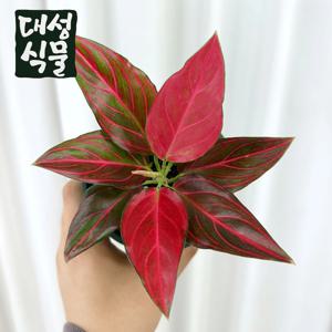 로툰텀 타이거 아글라오네마 공기정화식물 관엽 플랜테리어 희귀 아그라오네마