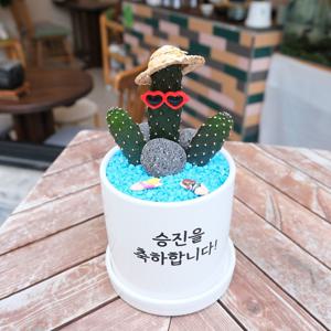 만세선인장 바다를 품은 화분 빨간썬글라스 밀짚모자 수영소년 파란돌 세트 화분선물 플랜테리어