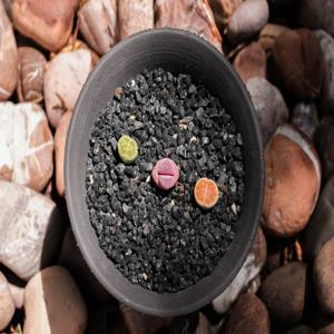 리톱스 3종 믹스팟 세트