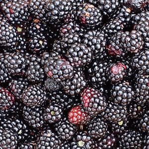 2025년 햇 블랙베리 슈퍼복분자 1kg 2.5kg 5kg 10kg