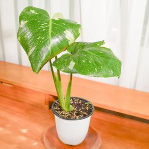 무늬 몬스테라 중품 희귀 관엽 특이 공기정화식물 인테리어