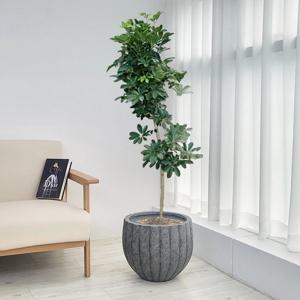 홍콩야자 쉐프레라 북유럽 펌킨화분 2size/2colors 거실화분 개업식화분 인테리어식물