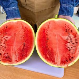 프리미엄 가정용 경남 의령 수박 6kg 7kg 8kg