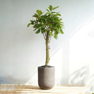 대형 뱅갈고무나무 빈티지다크그레이화분 개업식 사무실이전 승진축하 고급식물