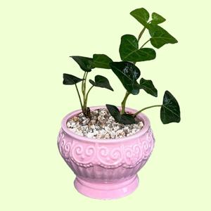 하트아이비 피글렛 POT SET /귀여운 미니화분 플랜테리어