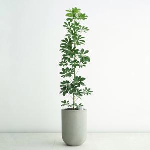 홍콩야자 빈티지 그레이 현관인테리어 오브제 거실화분 잘자라는식물