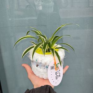 나비란 pot cover set / 키우기쉬운 공기정화식물 화분선물