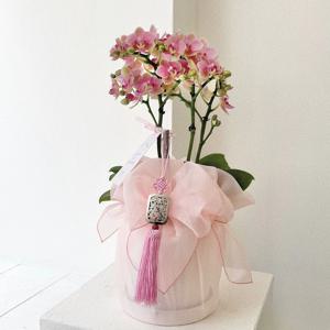 서양란 호접란 보자기난 상견레 개업 영전 취임 축하화분 핑크 추석 감사선물 난 화분