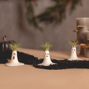 틸란드시아 공기정화식물 플랜테리어 인테리어오브제 스크림 3set
