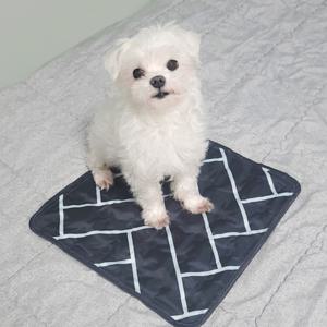 국내제조 안전인증 반려동물 강아지 고양이 쿨매트 (미니싱글/M)