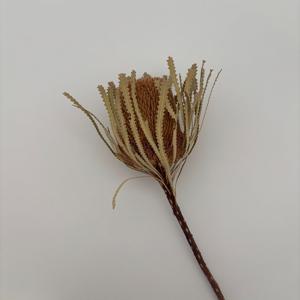네덜란드 직수입 방크시아 드라이플라워 빈티지 감성 꽃  뱅크시아 Banksia