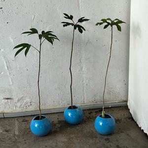 리얼플랜트 조화나무 황칠 60-80cm (레이지볼) 페이크트리 포인트오브제 플랜테리어