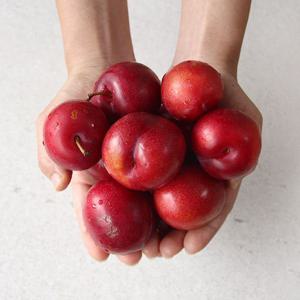 경북 김천 새콤달콤 제철 하우스 대석자두 600g/900g/1.2kg
