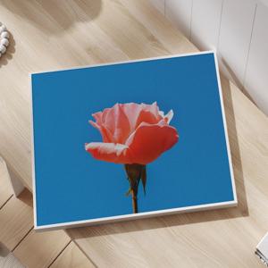 감성사진 풍경 해바라기 여름 감성 인테리어 그림액자 / 16.Sky Rose
