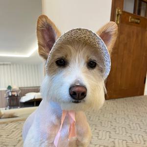 바이올렛 플라워 강아지모자 썬캡 눈보호