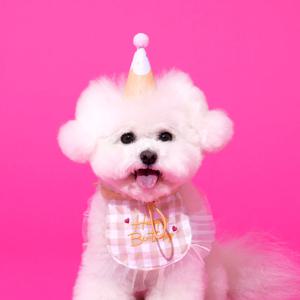 펫본 해피파티 생일 턱받이모자세트 베이지