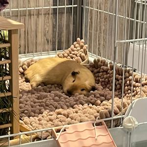 TEMU 아늑한 플러시 폴리에스터 섬유 애완 동물 침대 매트 - 친칠라 및 소형 동물용 부드럽고 따뜻하며 내구성이 뛰어난 기니피그 쿠션 - 쉽게 청소 가능, 범용 적합