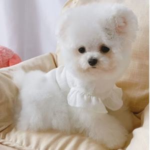 TEMU 1pc 귀여운 애완동물 드레스, 러플 슬리브와 귀여운 리본 - 핑크색과 흰색으로 제공, 작은 개와 고양이에게 적합, 여름, 봄, 가을에 이상적 - 비치 프리스, 테디, 슈나우저, 요키, 폼어니안, 프랑스 불독에게 이상적 - 나일론 및 베스트 재질, 여름 애완동물 드레스 | 러플 슬리브 드레스 | 통기성이 좋은 소재, 소형 개 드레스|강아지옷