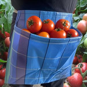 TEMU 대형 포켓이 있는 내구성 PE 원예용 에이프런 - 과일 & 채소 수확 (토마토, 사과, 가지) 랜덤 색상 선택 - 가벼우면서 튼튼한 디자인의 정원사용, 폴리에틸렌 강화 포켓 솔기