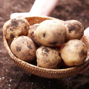 국내산 감자 (2kg/5kg/10kg) 중/대/특/왕특