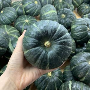(순차출고 6/16부터~) 산지직송! 제주 미니단호박 밤호박 보우짱 2kg 3kg 5kg 10kg