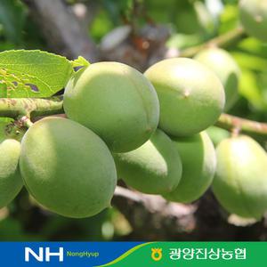 [광양진상농협] 청매실 매실 10kg 액기스 매실장아찌 #농협공동선별