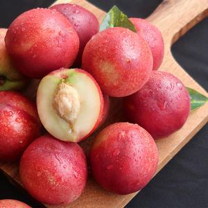 [6/10부터 발송] 프리미엄 신비복숭아 중대과 1KG(8-11과 내외)