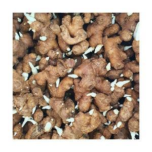 완주 봉동 생강 (토종 씨생강) 1kg
