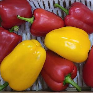 파프리카 1kg 간식 샐러드 야채 야채 간식 파프리카