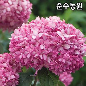 아나벨수국나무 묘목, 핑크아나벨 4치포트/미국수국/꽃나무/조경수