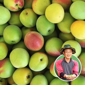 [6월20일부터 출하] 맑은물농원 하동 홍매실(남고매실) 왕왕특 10kg